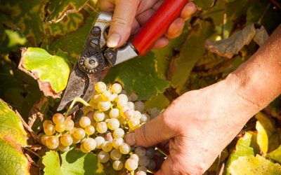 Clap de fin pour les vendanges