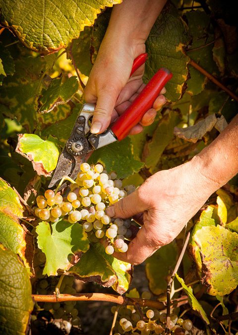 Clap de fin pour les vendanges