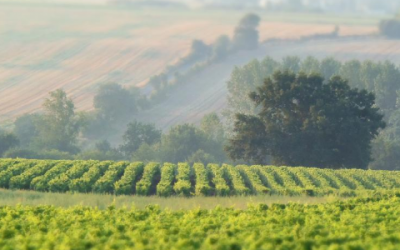 Balade et dégustation dans nos vignes