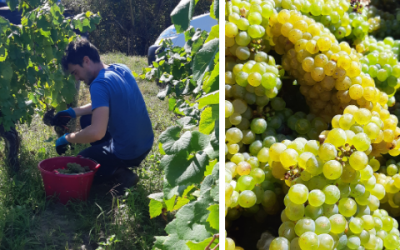 Vendanges 2020 – Une année exceptionnelle !