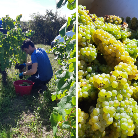 Harvest 2020 : An exceptional year !