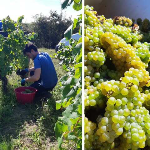 Vendanges 2020 – Une année exceptionnelle !