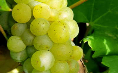 Vendanges 2021, c’est parti !