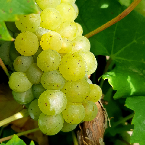 Vendanges-2021-ragotiere-muscadet