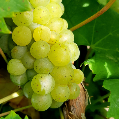 Vendanges 2021, c’est parti !