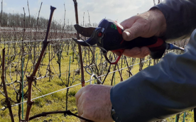 Winter, it’s pruning season !