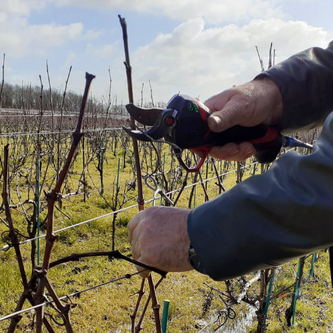 Taille vigne ragotière muscadet vignoble nantes