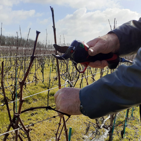 Winter, it’s pruning season !