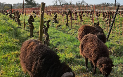 Des moutons au Château de la Ragotière