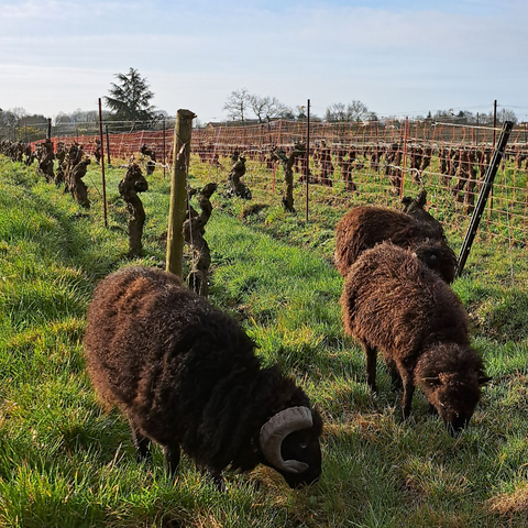 Des moutons au Château de la Ragotière